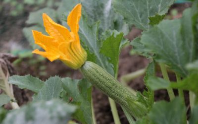 Zucchine: Storia, Varietà e Sfiziose Ricette